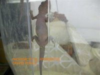 GRAVID ATORQUATUS.JPG