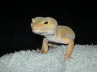 gizmo2.jpg