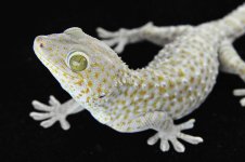 Caramel MaleLR_3DS1173.jpg