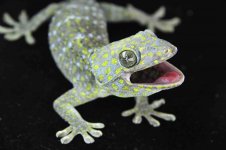 Green & Blue Dot MaleLR_3DS1230.jpg