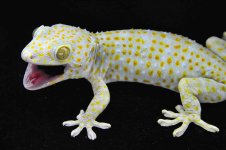 Light Blue FemaleLR_3DS1252.jpg