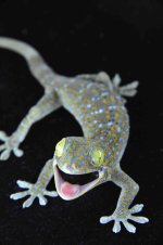 Normal Wells Female JVLR_3DS1261.jpg