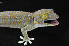 Normal Wells Female-CLR_3DS1192.jpg