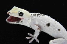 Leucistic F CA11_3DS3587LR.jpg
