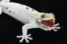 Leucistic M CA11_3DS3658LR.jpg