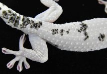 Leucistic M CA11_3DS3677LR.jpg