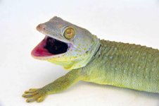 Patternless Female #20_3DS1421LR.jpg