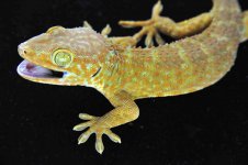 SuperRed M Hatchling_3DS3461LR.jpg