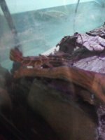 picta.jpg