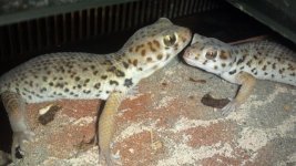 2 Frog eyes on a log.jpg