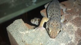 Frog eye on top Frog eye in Tunnel.jpg