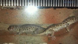 Tunnel Frog Eyes.jpg