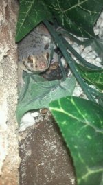 Frog Eye in leaves.jpg