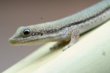 1.0 Phelsuma pusilla hallmanni.jpg