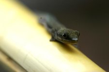 0.1 Phelsuma pusilla hallmanni.jpg