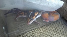 Topher & Kaylee1.jpg