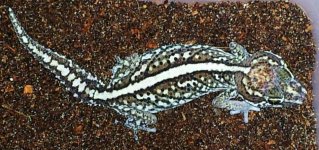 Bold stripe P.picta f1.jpg