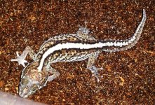 Bold stripe P.picta f2.jpg