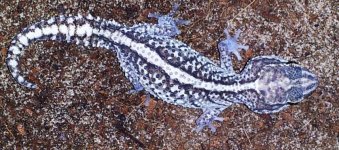 Bold stripe P.picta m1.jpg