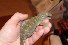 DSC03610a.jpg
