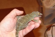 DSC03611a.jpg