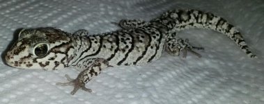 2011 Anery P.picta M.jpg