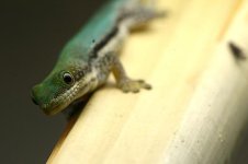 1.0 Phelsuma pusilla hallmanni-3.jpg