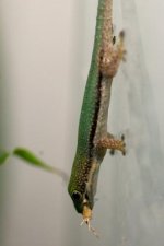 1.0 Phelsuma pusilla hallmanni-4.jpg