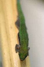 0.1 Phelsuma pusilla hallmanni-2.jpg