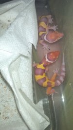 Edmund's grand Children.jpg