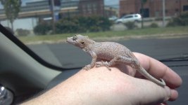 Hermione theGarg.jpg