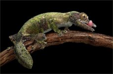 Mossy Gecko.jpg