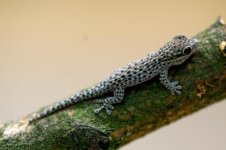 Phelsuma-breviceps_Markus-Roesch_m.roesch.2.jpg