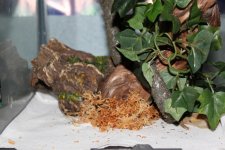 IMG_0850.jpg