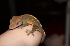 IMG_0858.jpg
