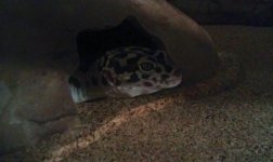 Bowser4.jpg
