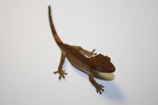 chestnut2 008.jpg