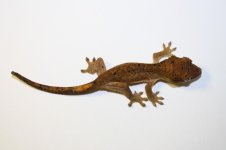 chestnut2 012.jpg