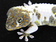 Pied Male #1 (12)_3DS8460LR.jpg