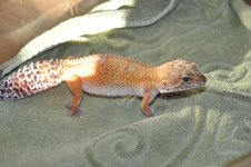DSC_0559.jpg