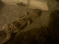 leo 072.jpg