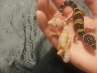 gecko 1.jpg