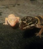gecko 2.jpg