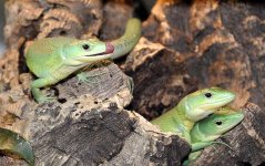 Gastropholis prasina.jpg