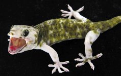 Pied M (24)_3DS3558LR.jpg