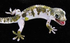 Pied F (24)_3DS3603LR.jpg