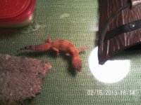 Leopard Gecko Pics 001.jpg