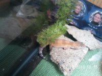 Leopard Gecko Pics 002.jpg