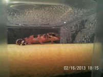 Leopard Gecko Pics 003.jpg