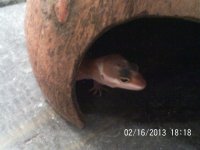 Leopard Gecko Pics 004.jpg
